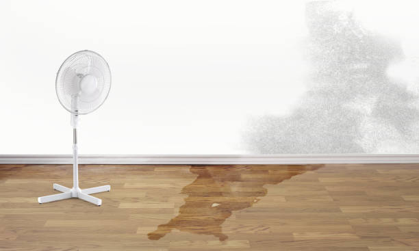 Best Water damage restoration services  in Lincoln Park, MI