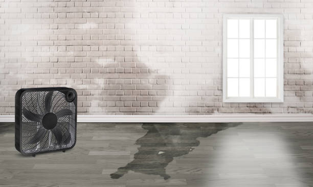 Best Water damage restoration process  in Lincoln Park, MI