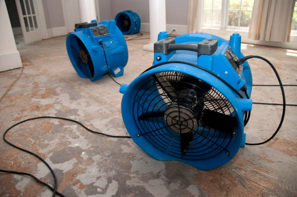 Best Basement water damage restoration  in Lincoln Park, MI