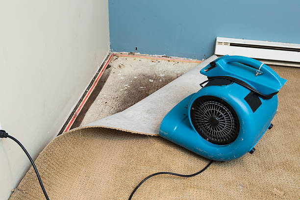 Best Flood restoration services  in Lincoln Park, MI